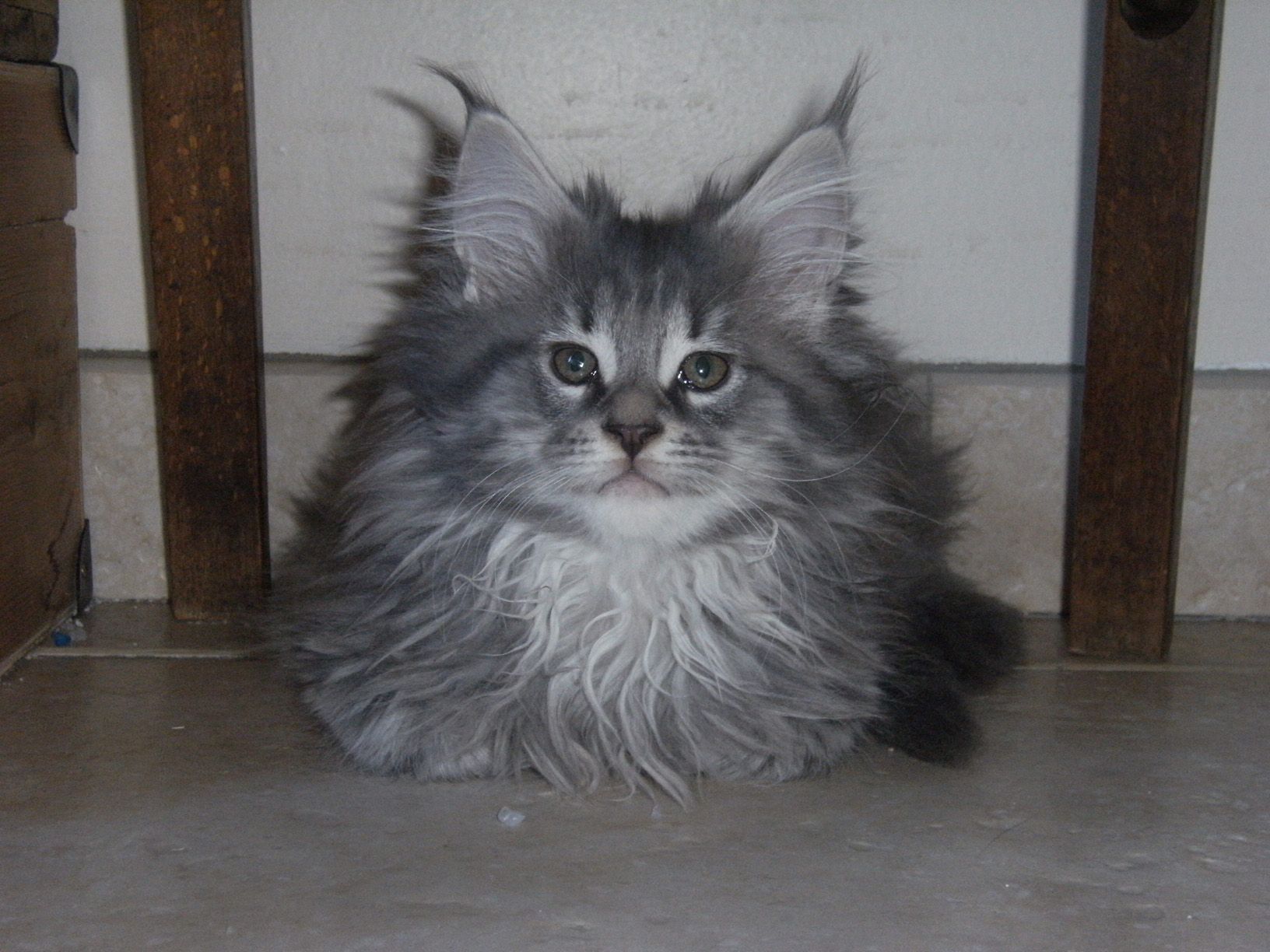 première rencontre chien chat